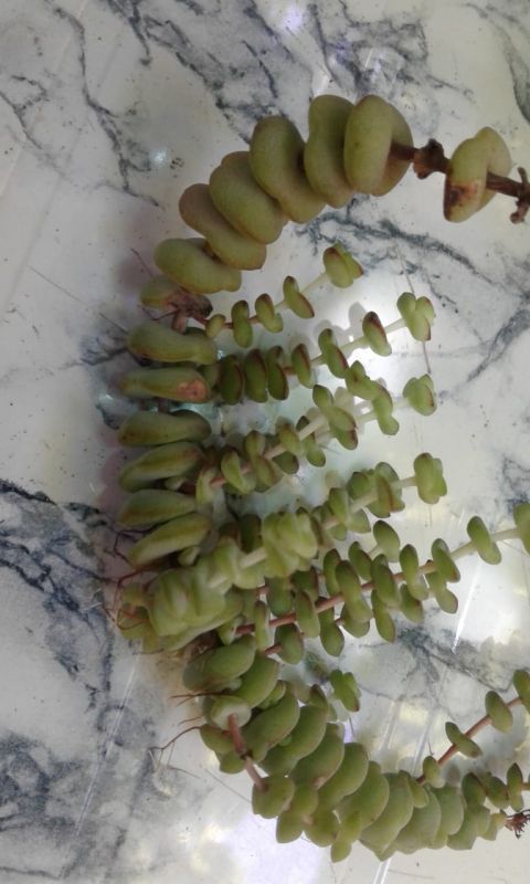 Una foto de Crassula rupestris ssp. marnieriana