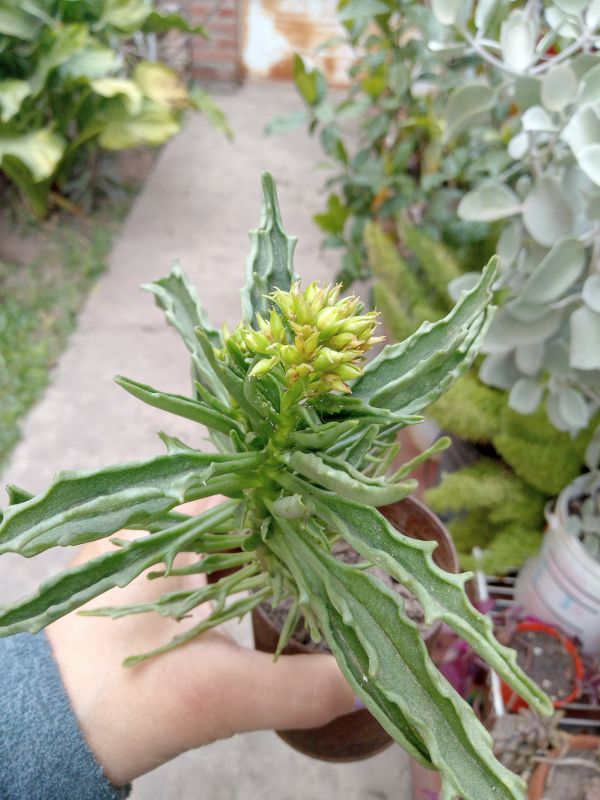 Foto de un cactus que se está identificando actualmente