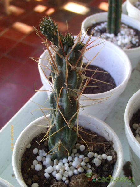 Una foto de Cylindropuntia tunicata