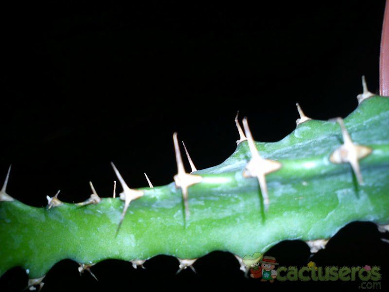 A photo of Euphorbia classenii  