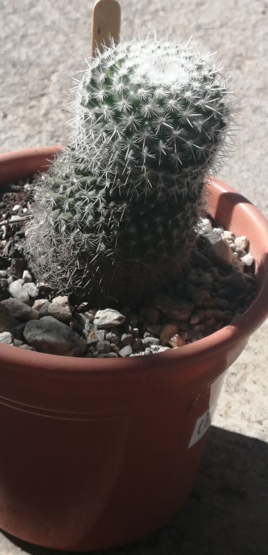 A photo of Mammillaria albilanata ssp. albilanata