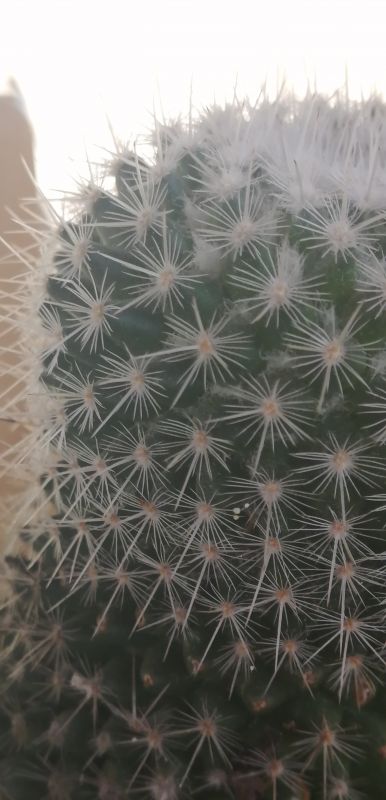 A photo of Mammillaria albilanata ssp. albilanata