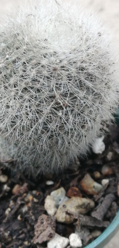 Photo of a cactus currently being identified