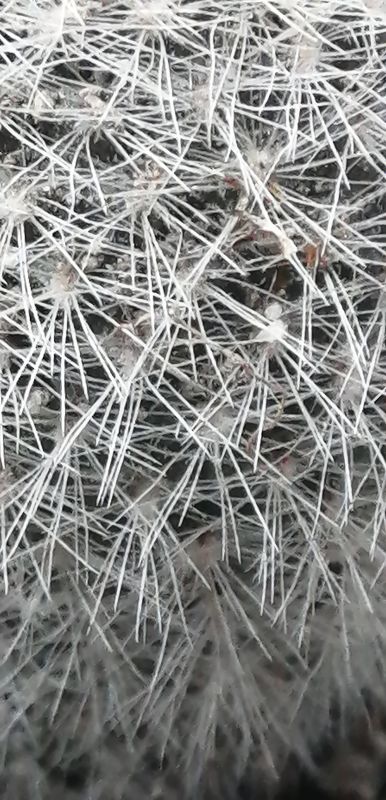 Photo of a cactus currently being identified