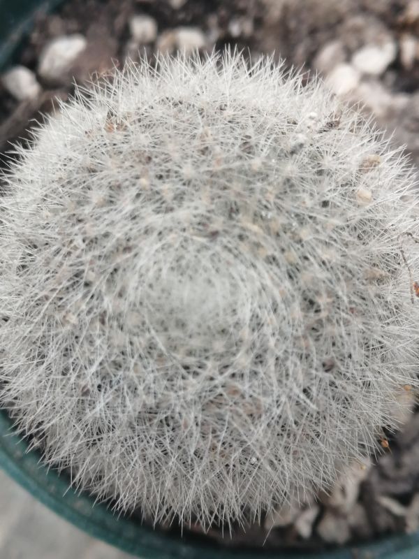 Photo of a cactus currently being identified