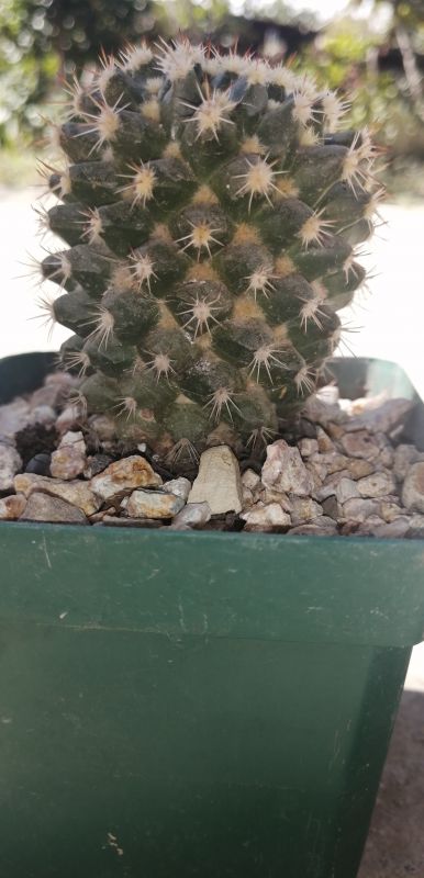 Foto de un cactus que se está identificando actualmente