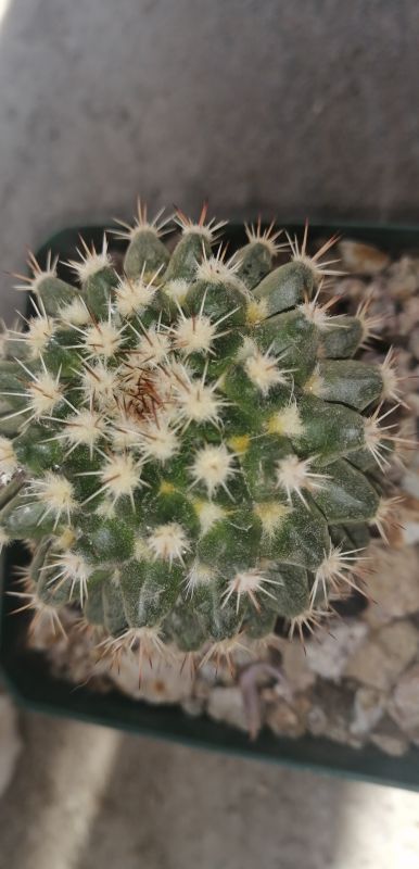 Foto de un cactus que se está identificando actualmente