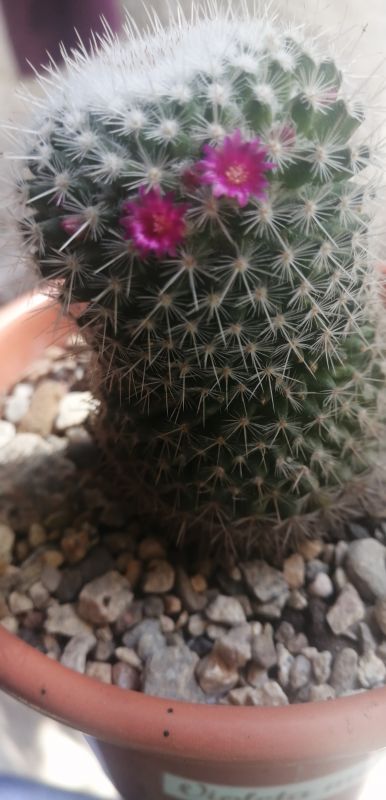 A photo of Mammillaria albilanata ssp. albilanata