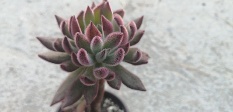 A photo of Echeveria harmsii  