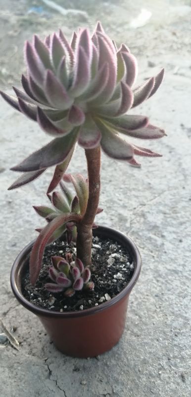 A photo of Echeveria harmsii  