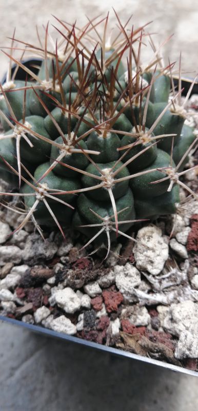A photo of Gymnocalycium schickendantzii