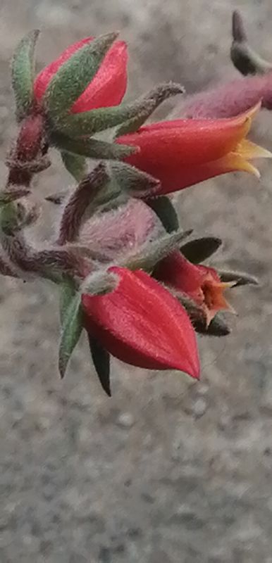 A photo of Echeveria harmsii  