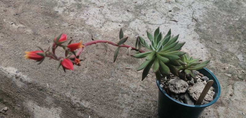 A photo of Echeveria harmsii  
