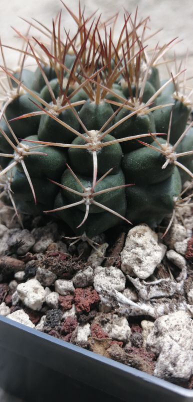 A photo of Gymnocalycium schickendantzii