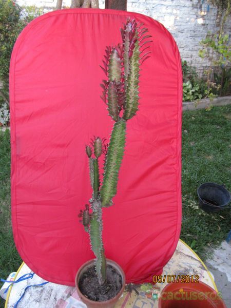 A photo of Euphorbia trigona var. rubra