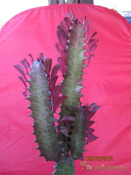 A photo of Euphorbia trigona var. rubra