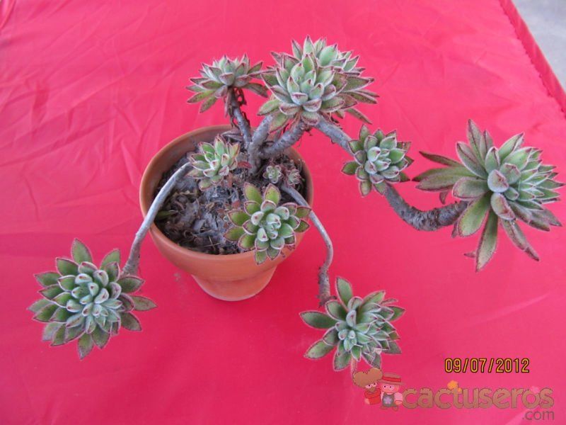 Una foto de Echeveria X Set oliver (E. setosa x E. harmsii) (Hibrido)