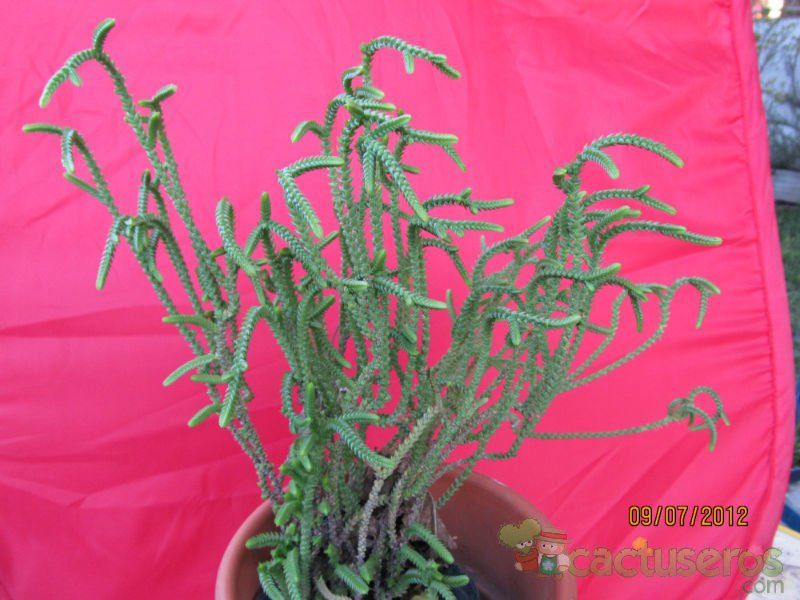 Una foto de Crassula muscosa