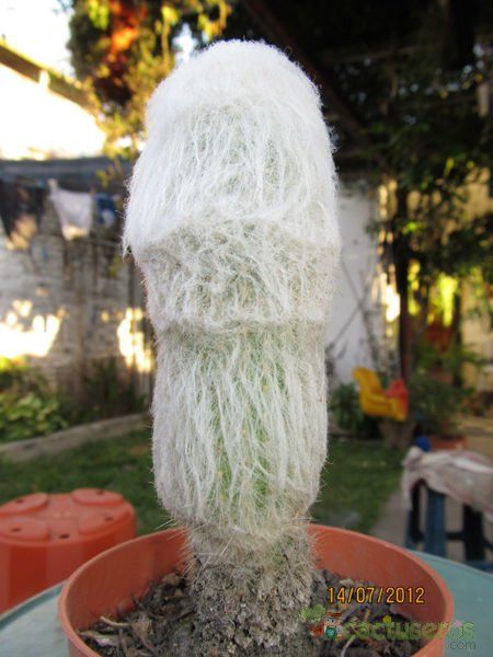 Una foto de Espostoa frutescens
