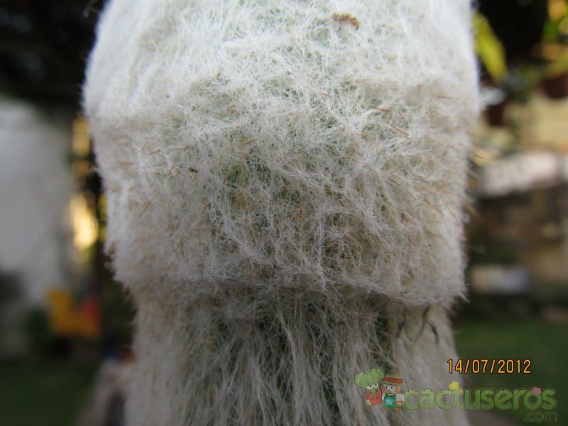 Una foto de Espostoa frutescens