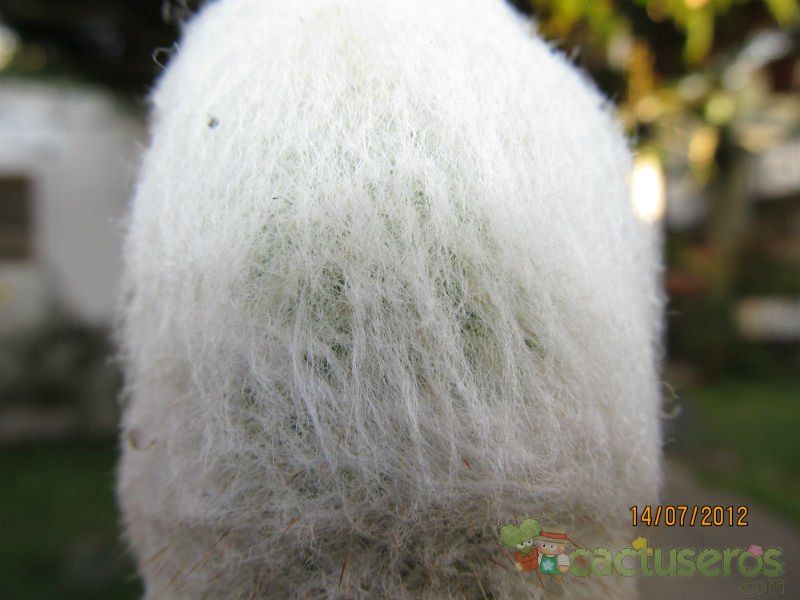 Una foto de Espostoa frutescens