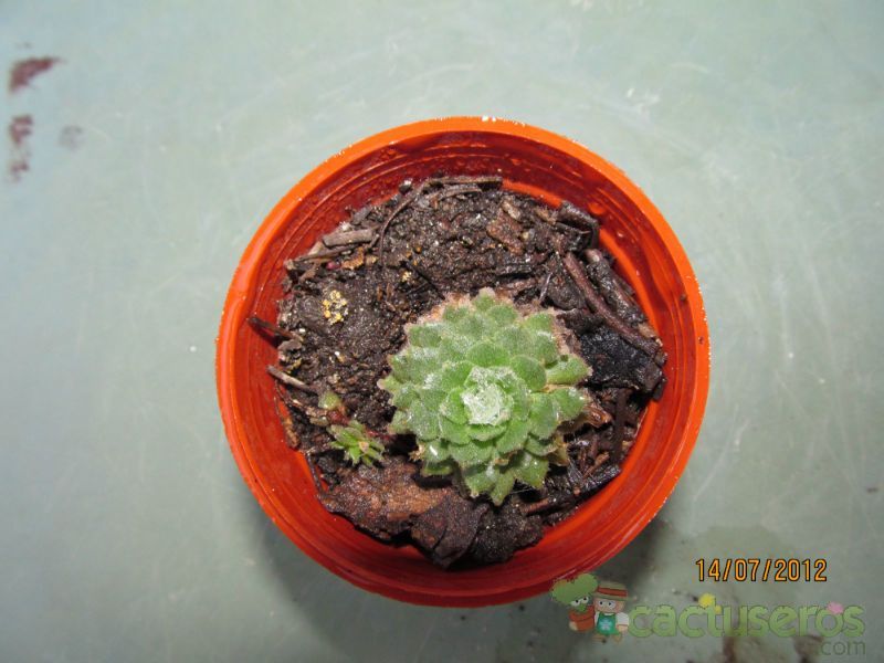 A photo of Sempervivum arachnoideum