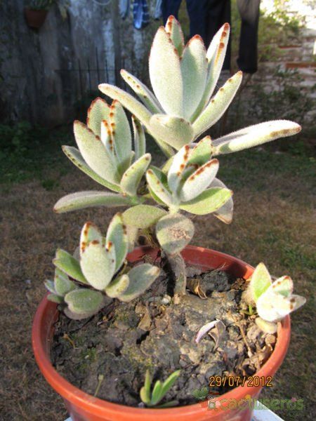 A photo of Kalanchoe tomentosa