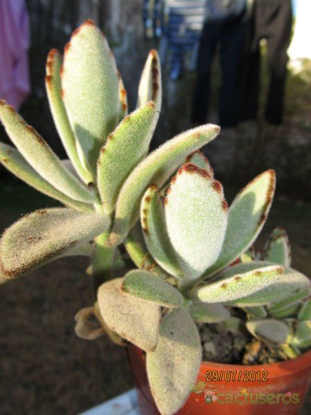 A photo of Kalanchoe tomentosa