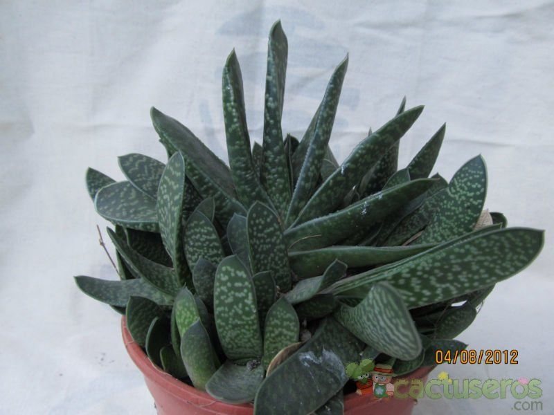 Una foto de Gasteria obliqua