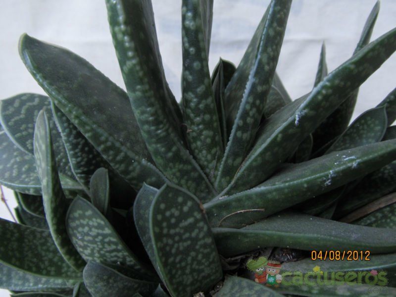 Una foto de Gasteria obliqua