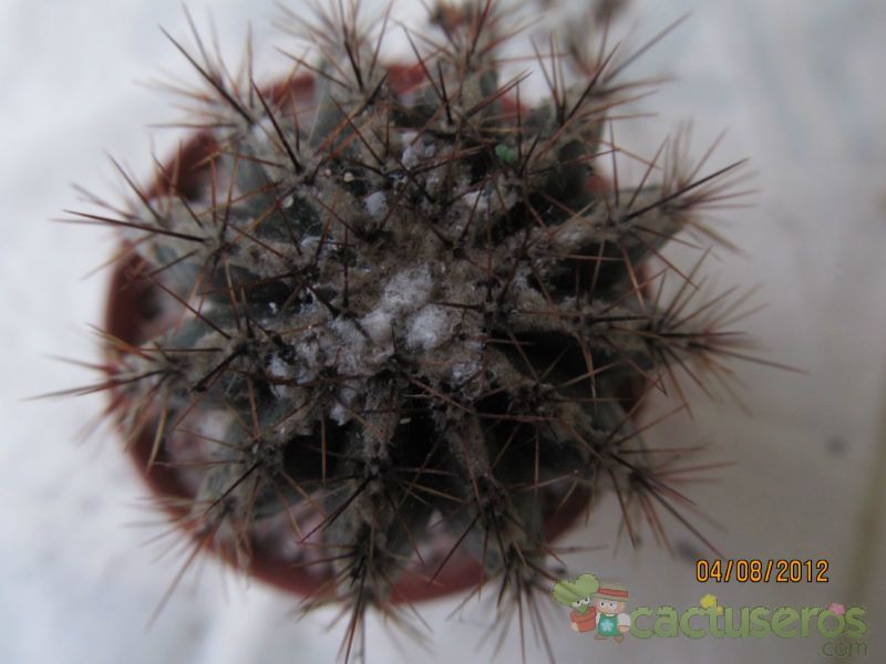 Una foto de Echinopsis cv. HAKU-JO MARU