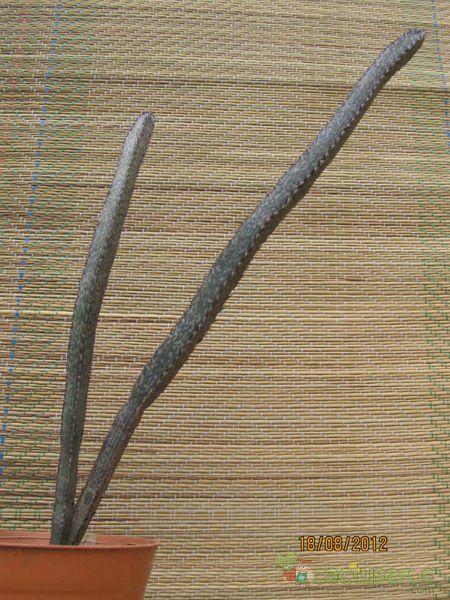 A photo of Cereus spegazzinii