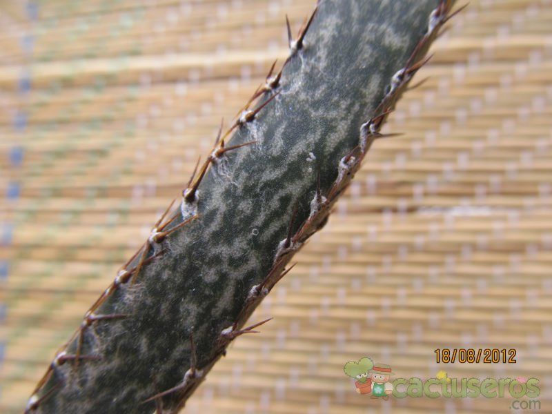 A photo of Cereus spegazzinii