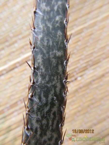 A photo of Cereus spegazzinii