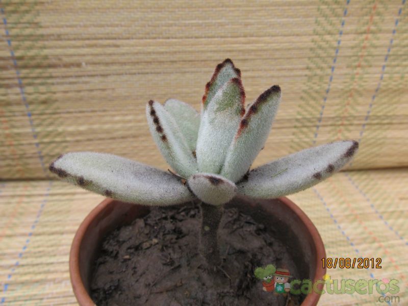 A photo of Kalanchoe tomentosa