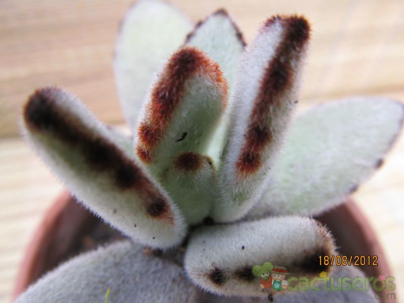 A photo of Kalanchoe tomentosa