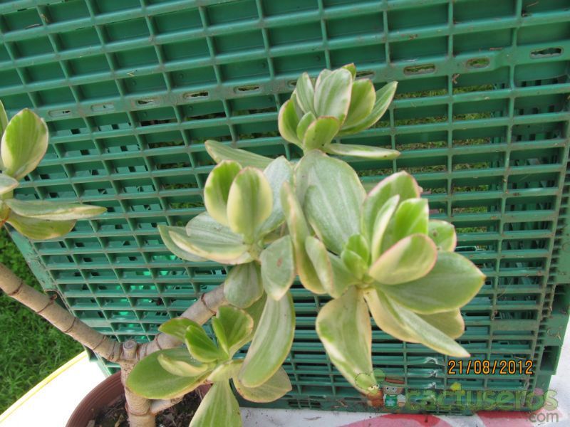 Una foto de Crassula ovata fma. variegada