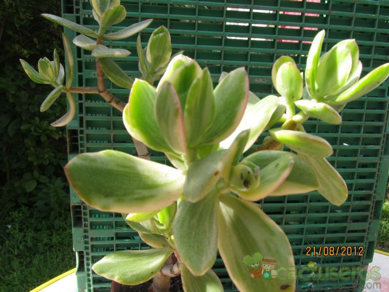 Una foto de Crassula ovata fma. variegada