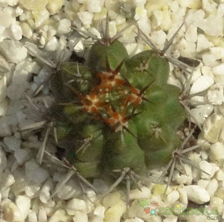 Una foto de Gymnocalycium monvillei ssp. achirasense