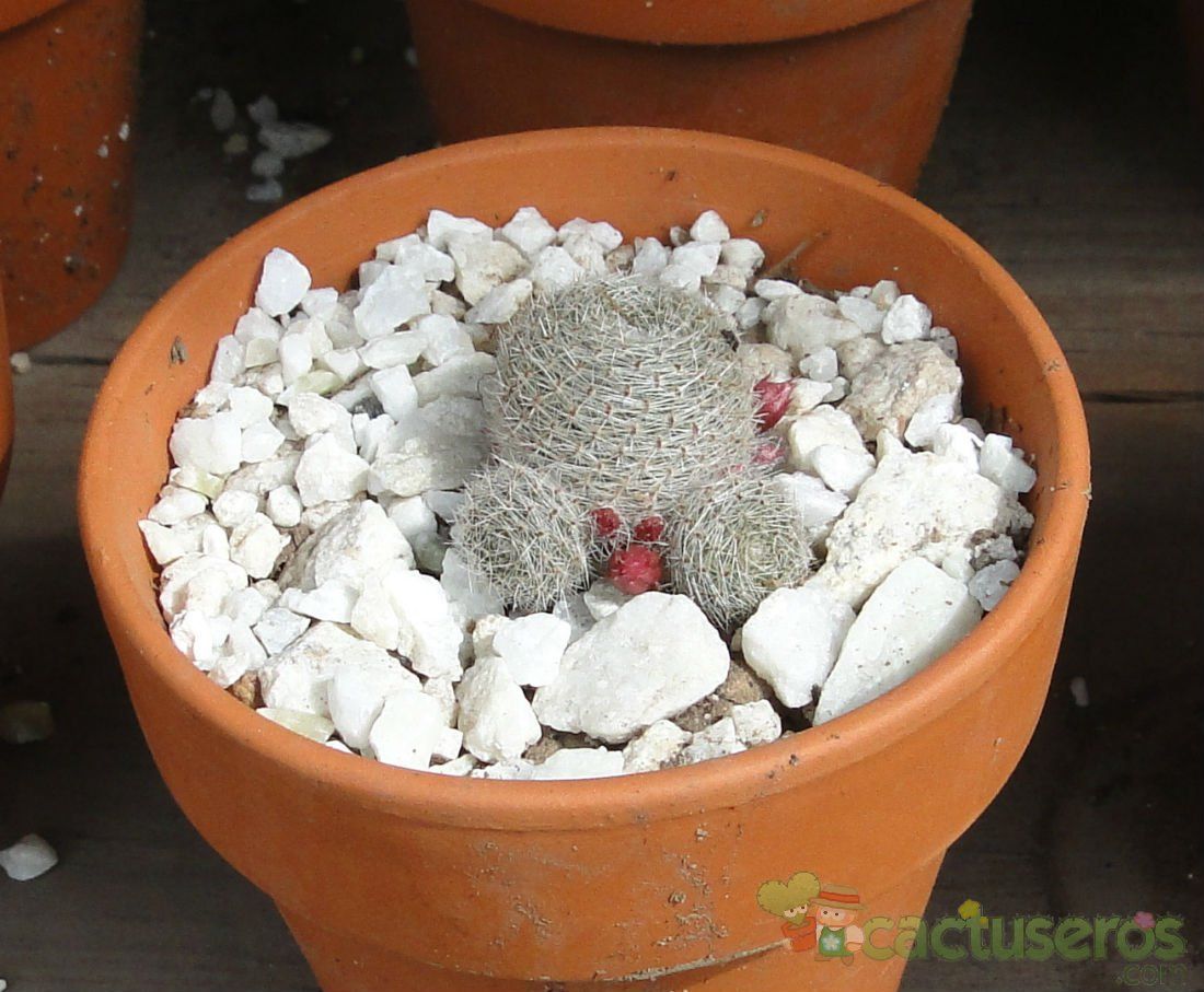 Una foto de Rebutia heliosa x pulvinosa cv. sunrise (HIBRIDO)