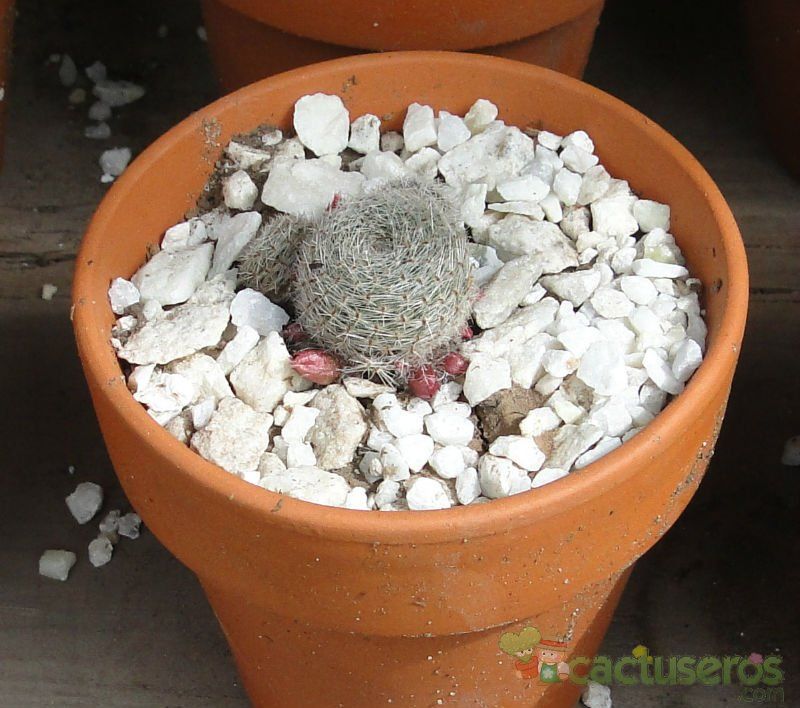 Una foto de Rebutia heliosa x pulvinosa cv. sunrise (HIBRIDO)