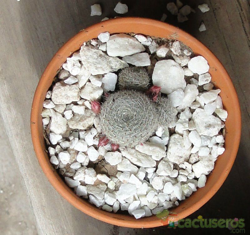 Una foto de Rebutia heliosa x pulvinosa cv. sunrise (HIBRIDO)