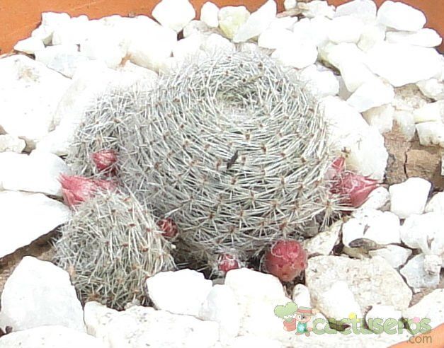 Una foto de Rebutia heliosa x pulvinosa cv. sunrise (HIBRIDO)