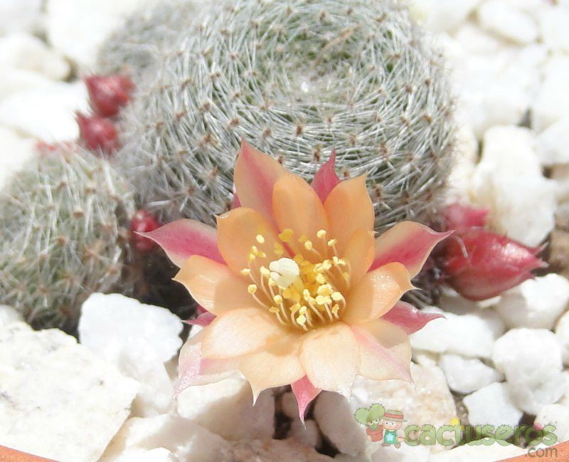 Una foto de Rebutia heliosa x pulvinosa cv. sunrise (HIBRIDO)