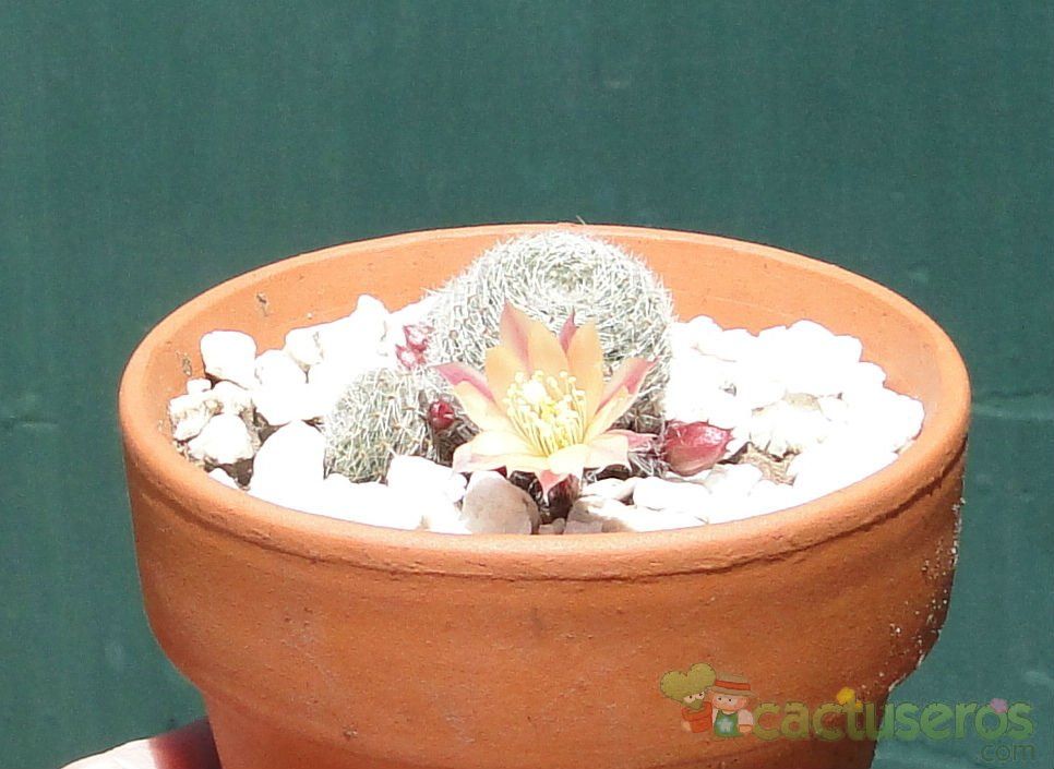 Una foto de Rebutia heliosa x pulvinosa cv. sunrise (HIBRIDO)