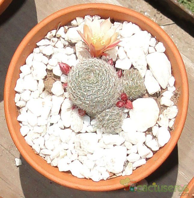 Una foto de Rebutia heliosa x pulvinosa cv. sunrise (HIBRIDO)