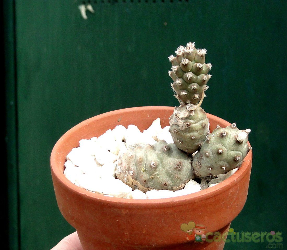 A photo of Tephrocactus articulatus var. oligocanthus