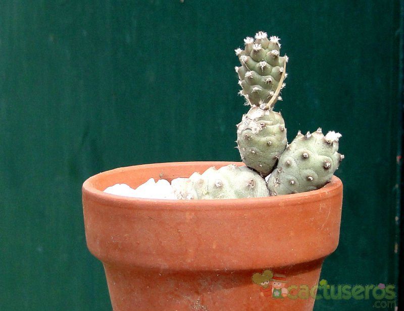 A photo of Tephrocactus articulatus var. oligocanthus