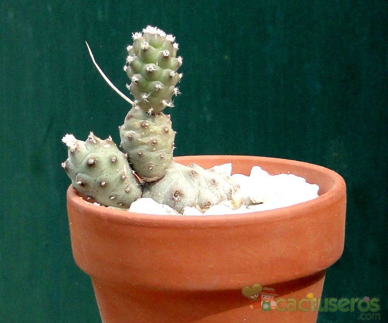 A photo of Tephrocactus articulatus var. oligocanthus