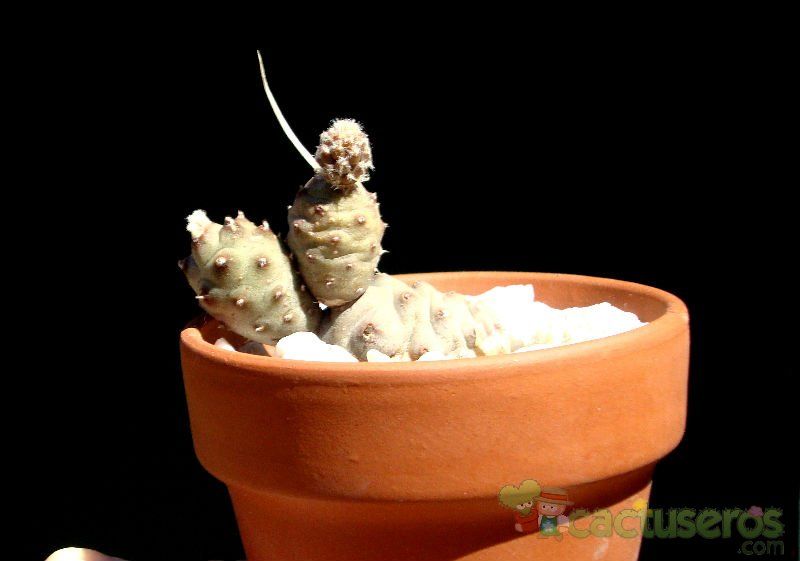 A photo of Tephrocactus articulatus var. oligocanthus